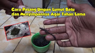 Cara pasang umpan lumut batu dan cara menyimpannya agar tahan lama