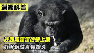 陕西黑猩猩沉迷抽烟无法自拔，烟被夺就撞门，它到底经历了什么?