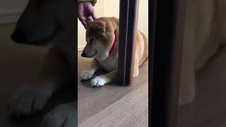 ［柴犬］気持ちいいです［Shibainu］ #shorts