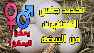 تربية الدجاج البياض- تحديد جنس الكتكوت من البيضة ذكر أم أنثى هل يمكن أم لا يمكن؟؟