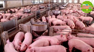 Amazing Full Process Of How The United States Raises Pig On Farm. Modern and High-Tech Pig Farming.