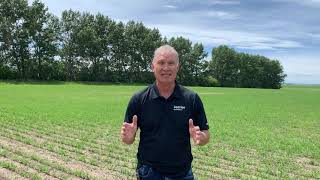 Agronomy Minute - Short and Long Term Crop Rotations