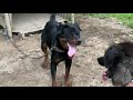 rottweiler vs. romanian raven shepherd dog