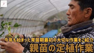 「いちご栽培 いちご農家」親苗の定植作業ご紹介※育苗期に大切な最初の作業ポイントを解説