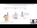 isb presentation the role of collagen in the human cartilage cell microenvironment