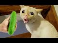 New Funny Animals 😍 Funniest Cats and Dogs 2023 😻🐶 Part 8