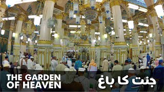 Riyazul Jannah Madina | Inside Masjid Nabavi Madinah Munawarah