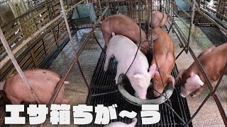 [Cement] New food box for piglets