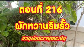 ตอนที่ 216 ผักหวานป่าริมรั้ว ยอดเหลืองใบใหญ่ กับสายพันธุ์อีสาน