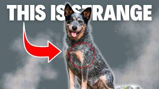 6 Weird Blue Heeler Behaviors Explained