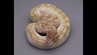 Unboxing the Amazing "Crystal" Ball Python