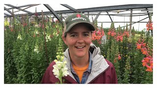 Harvesting Snapdragons with Kimby Decker