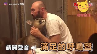 战斗民族养的宠物猫咪？呆萌大猫的真是身份其实是美洲狮