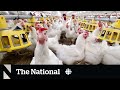 'Explosive' avian flu surge hits global bird populations