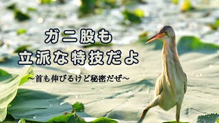 三種の神器を持ち合わせた変な鳥