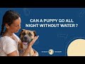 Can a Puppy Go All Night Without Water? | The Beacon Dog Academy