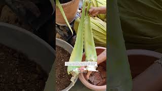 Aloe Vera Plant Care Tips|एलोवेरा की देखभाल इस प्रकार करे|ग्वारपाठा| #ashasgardenstory#shorts