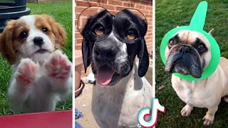 Best DOG Videos Ever!! 🐶 (Compilation of Funny PUPPIES) 🐶