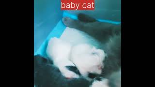 cat meowing! baby cat ! cat whistle #short #youtubeshorts #trending
