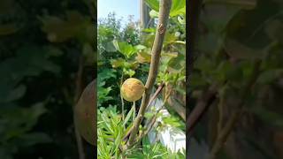 Brevas (Fig) #shortvideo #nature #wow