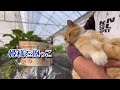 【農家ネコたちの農園ライフ】今日も頑張った農家ネコたち🐈‍⬛🐈