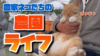 【農家ネコたちの農園ライフ】今日も頑張った農家ネコたち🐈‍⬛🐈