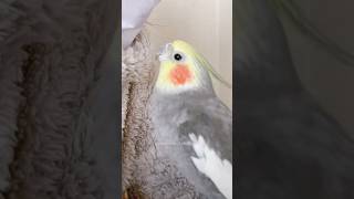 朝から【甘えん坊モード】のオカメインコこはく