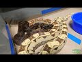 new boa constrictor room tour john chausmer reptiles