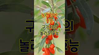 눈건강에 좋은 구기자의 놀라운 효능 #건강 #건강정보 #구기자