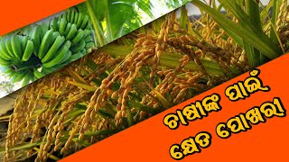 ଚାଷୀ ମୁହଁରେ ହସ ଫୁଟାଇଲା କ୍ଷେତ ପୋଖରୀ