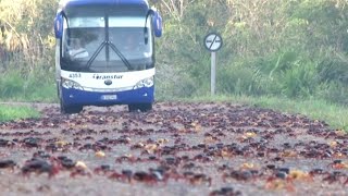 Тысячи крабов наводнили города Кубы