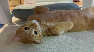 【猫の日】伸び切った猫をモフり倒す【アルテノ茶トラ双子猫】