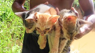 Rescue 3Kitten in Pond!! Grilled Fish Feeding Poor Kitten So pity, poor Kitten In Village At Rural