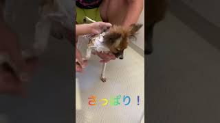 初めてのお風呂♨️ / 子犬 パピヨン　#shorts #パピヨン #子犬 #puppy