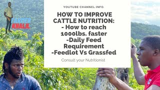 Beef Cattle Nutrition in Jamaica