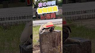 匍匐前進の特訓　#パグ#おもしろ動画 #凄いパグ犬