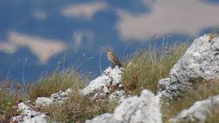 Eurasian Skylark, Allodola (Alauda arvensis)