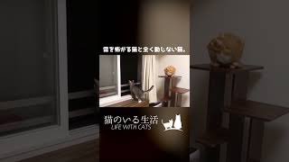 雷を怖がる猫と全く動じない猫。 #shorts