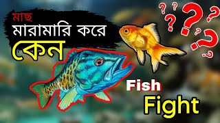 মাছ কেন মারামারি করে? Why aquarium Fish fight?? Fish compatibility