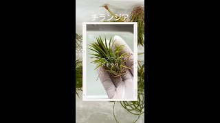 【多肉植物】ダイソー エアープランツ🌵私のお水やり💦ポイントはコレ！ sm53