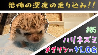 【ハリネズミ】#05 運動不足の解消！ランナーズハイ！【メイリン】