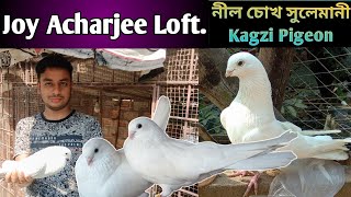 Rare Breed Antique🕊️Sulemani Kagzi Kabootar !! Joy Acharjee Loft. #sulemani #kagzi #pigeon.