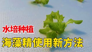 海藻精使用新方法，水培种植使用，生根促长效果更明显【付老师种植技术团队】