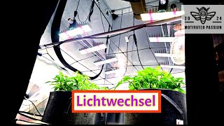 In die Blüte gehen - Switch zur Blüte - Let's Test IT S03 F07