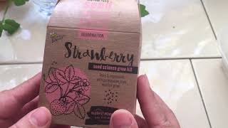 Buzzy Strawberry Germination Grow Kit