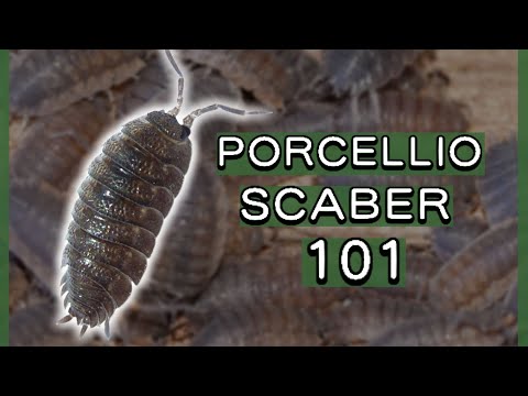 Where are porcellio Scaber found?