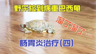 乌龟肠胃炎治疗8天，起死回生！满地爬可太顽强了！超级感动！