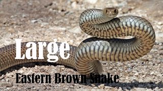 Large Eastern Brown Snake