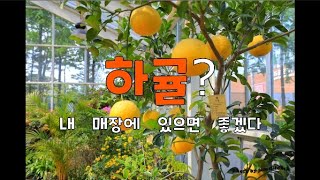 [VLOG]하귤나무 관상용으로 매장이나 가정에서 키워보면 어떨까요?