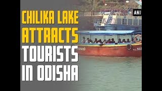 Chilika Lake attracts tourists in Odisha - Odisha News